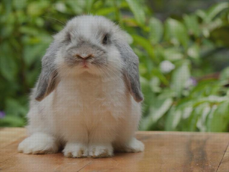 Las 18 Mejores Hierbas Mojadas Para Conejos