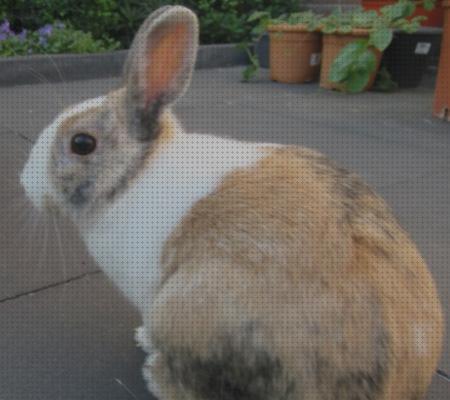 Las mejores hierbas conejos hierba mojada para conejos