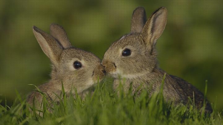 Review de hierba mojada para conejos