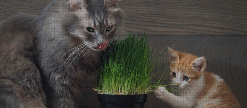 ¿Dónde poder comprar cuidados gatos hierba para gatos cuidados?