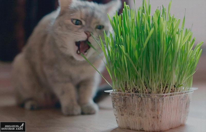 Las mejores cuidados gatos hierba para gatos cuidados