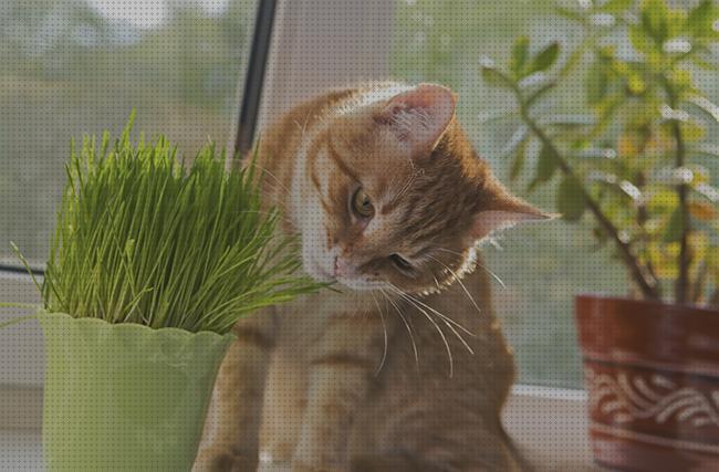 Review de hierba para gatos cuidados
