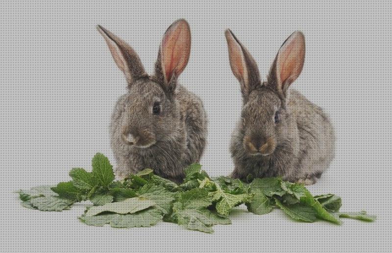 Las mejores hierbas conejos hierba verde para conejos