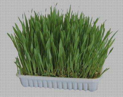Las mejores marcas de hierbas conejos hierba artificial para conejos