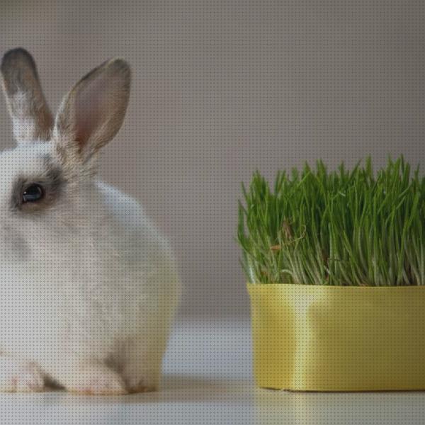Review de hierbas comestibles para conejos