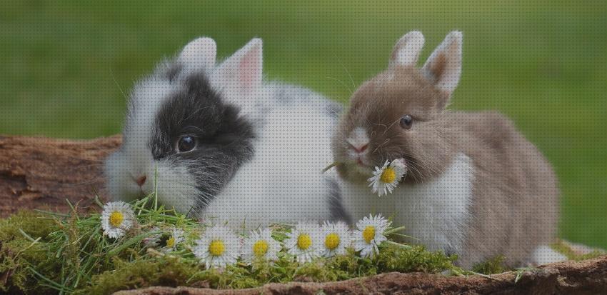 Las mejores 21 Hierbas Medicinales Para Conejos