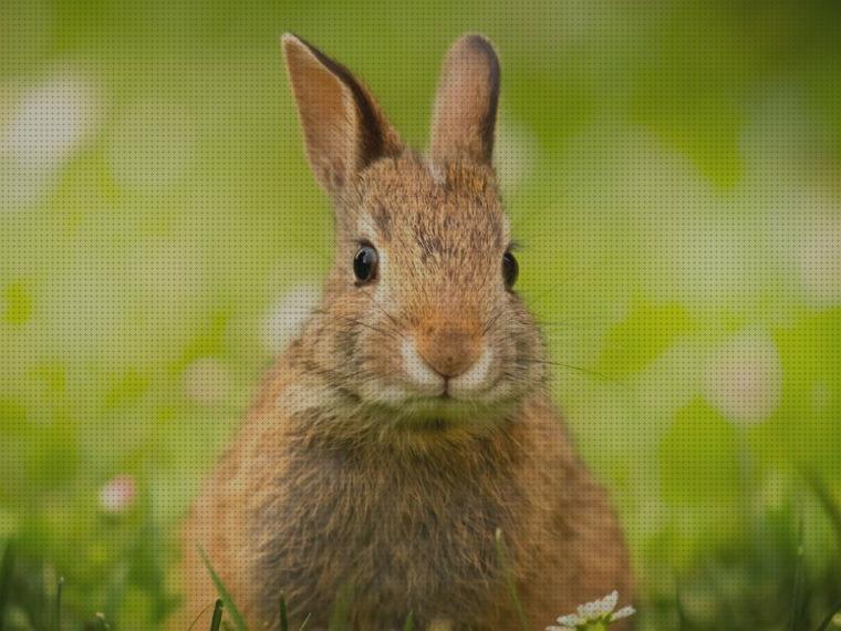 Las mejores marcas de hierbas conejos hierba mojada para conejos