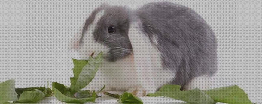 ¿Dónde poder comprar comer conejos hierbas para comer conejos?