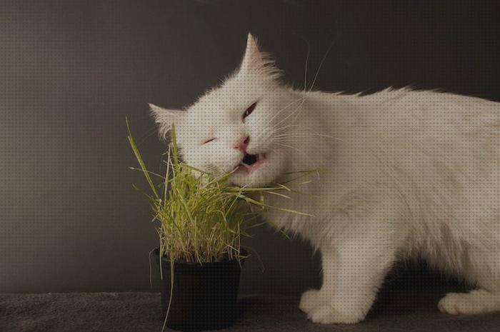 Las mejores marcas de cuidados gatos hierba para gatos cuidados