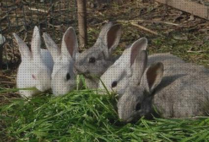 Review de hojas de apio para conejos