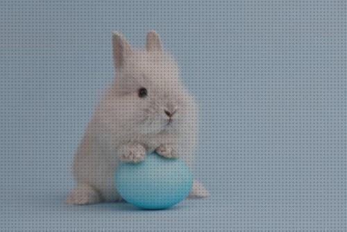Las 15 Mejores Hojas De Castaños Para Conejos