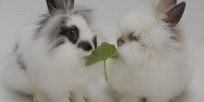 ¿Dónde poder comprar hojas conejos hojas de castaño para conejos?
