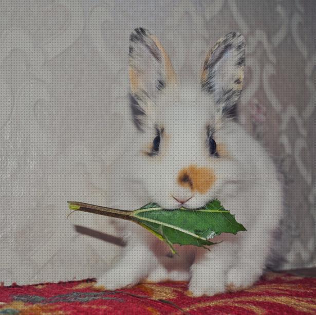 Las mejores marcas de hojas conejos hojas de castaño para conejos