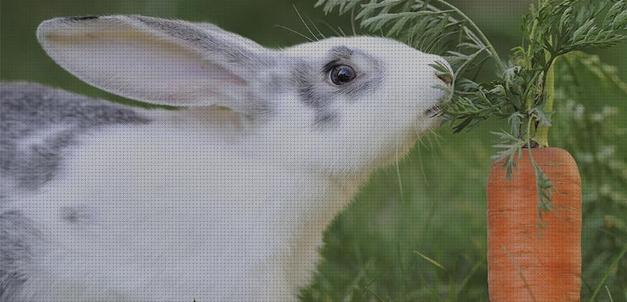 ¿Dónde poder comprar hojas conejos hojas de zanahoria para conejos?