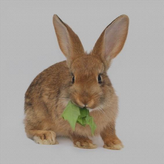 Review de hojas de zanahoria para conejos