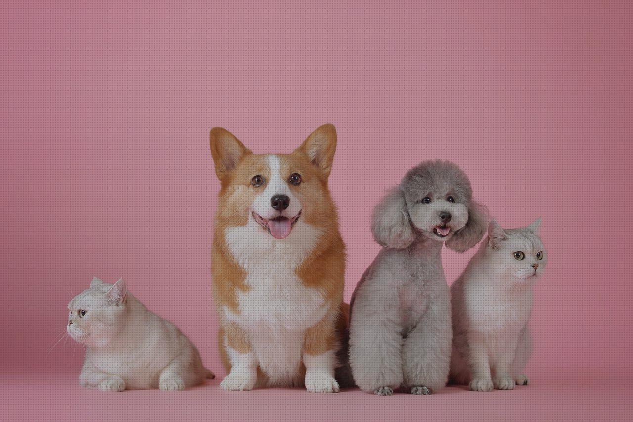 Los mejores 9 Huangyingui Camas De Mimbres Para Mascotas