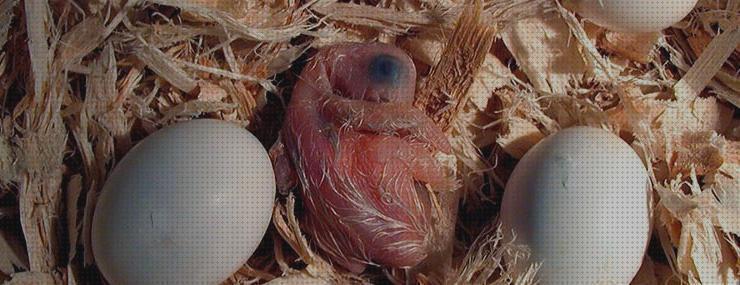 Las mejores marcas de huevos huevos de loro para incubar