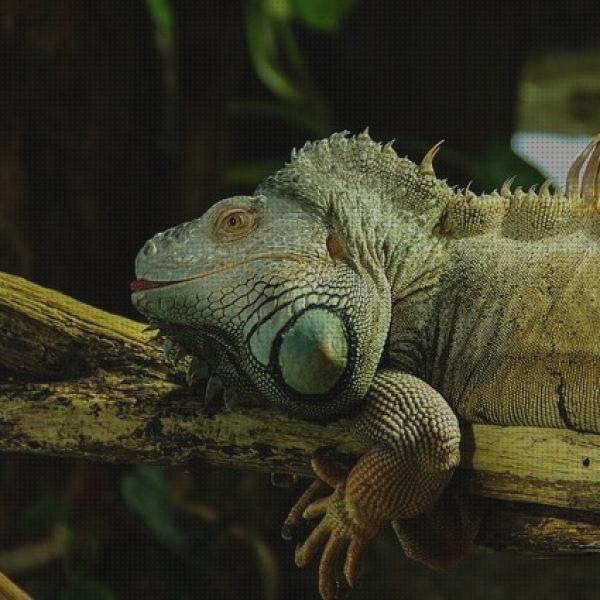 Review de los 13 mejores iguanas para mascotas