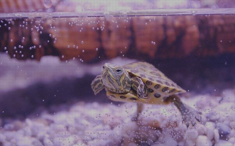 Las mejores iluminacion tortugas iluminación para tortugas mapa