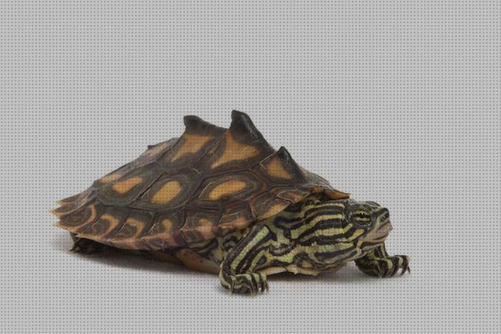 Review de iluminación para tortugas mapa