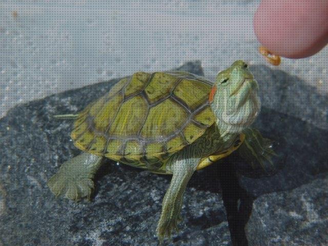 Review de insectos para tortugas de agua