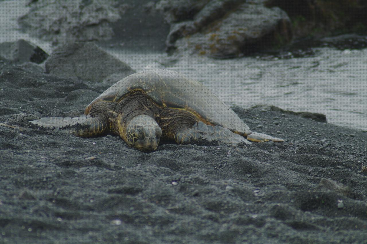 Análisis de las 29 mejores Islas Para Tortugas Con Colgantes