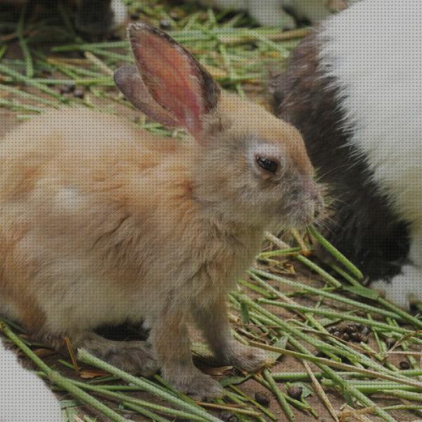 Análisis de los 23 mejores Ivermectina Para Sarnas Conejos