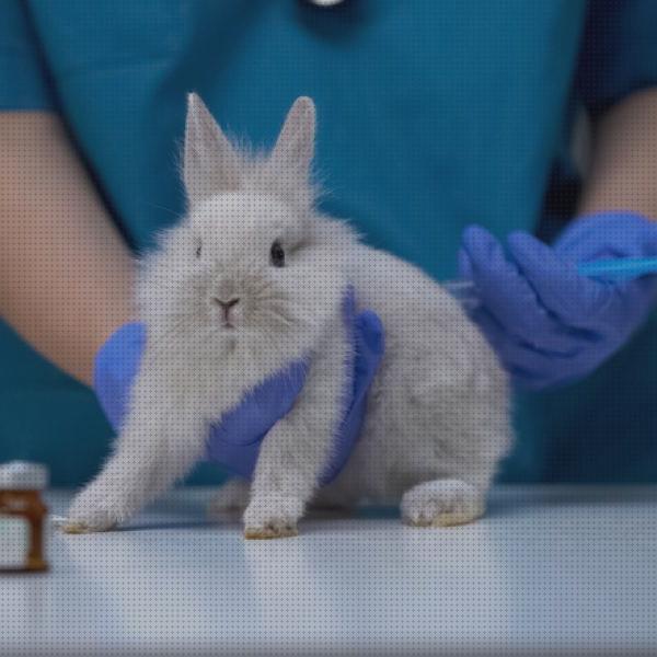¿Dónde poder comprar ivermectina conejos ivermectina veterinaria para conejos?