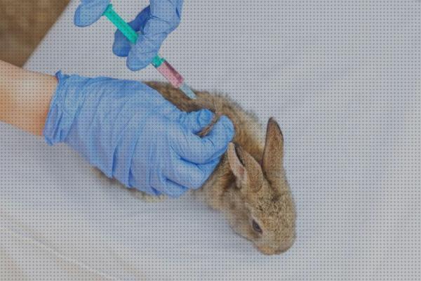 Análisis de los 18 mejores Ivermectina Veterinarias Para Conejos
