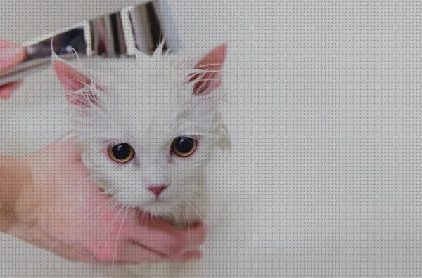 ¿Dónde poder comprar antipulgas gatos jabon antipulgas para gatos?