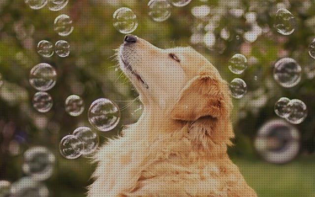 Análisis de los 30 mejores Jabones Para Cachorros De Golden Retriever