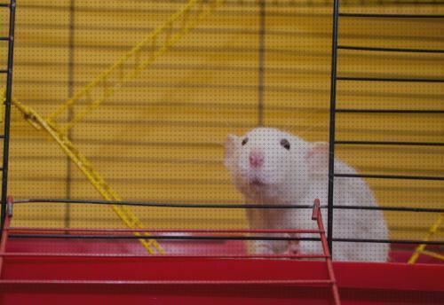¿Dónde poder comprar roedores jaulas basicas de madera para roedores?