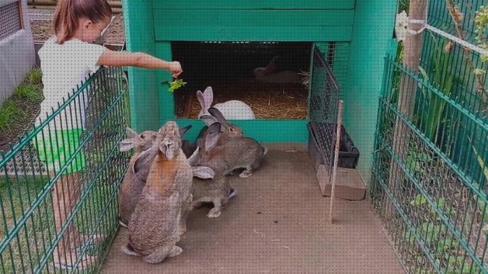 Las mejores conejos jaulas para conejo gigante venta