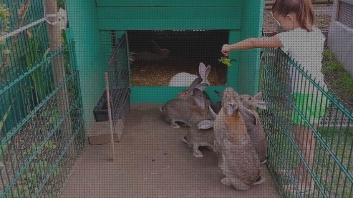 Review de jaulas para conejo gigante venta