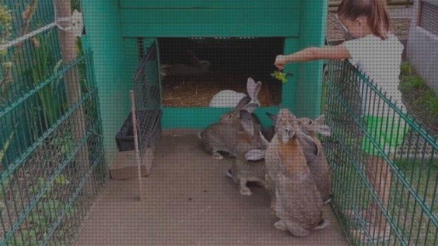 Las mejores 34 Jaulas Para Conejos Gigantes Venta