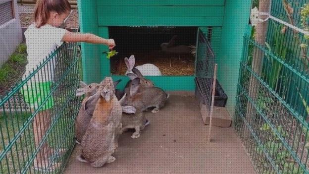 Las mejores marcas de jaulas conejos gigantes