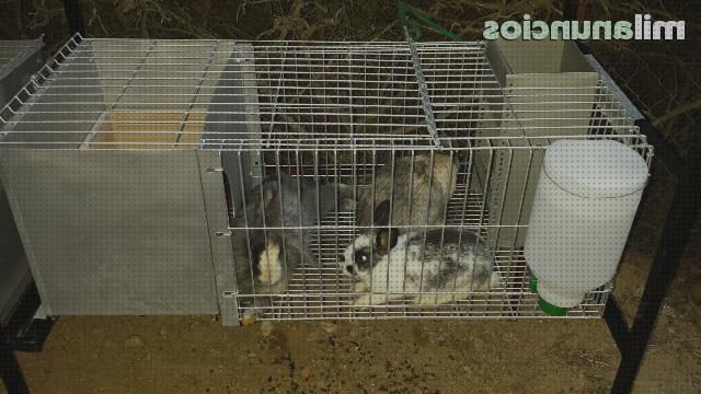 Las mejores marcas de cria conejos jaula para cria conejos