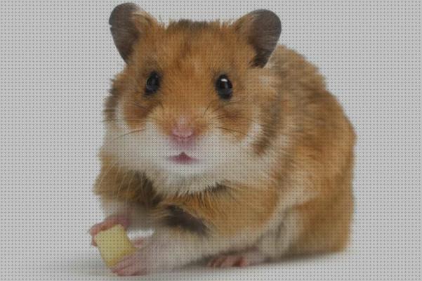 ¿Dónde poder comprar hamster jaulas para hamster palma?