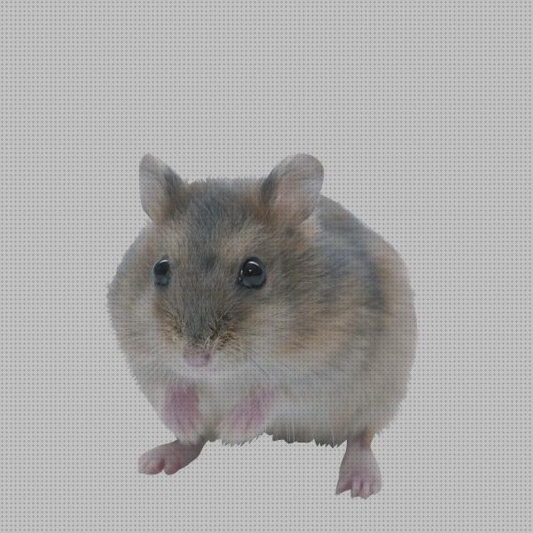 ¿Dónde poder comprar hamster jaulas para hamster verdecora?