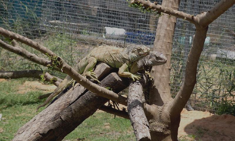 Las mejores iguanas jaulas para iguanas