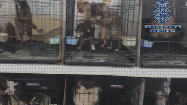¿Dónde poder comprar jaulas para tres chihuahuas?