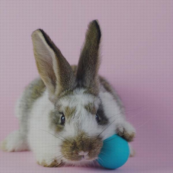 Análisis de los 31 mejores Juguetes Adecuados Para Conejos Belier