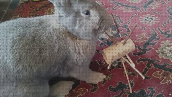 Review de juguetes de carton para conejos