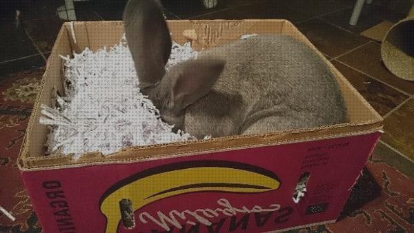 Las mejores juguetes conejos juguetes especiales para conejos domesticos