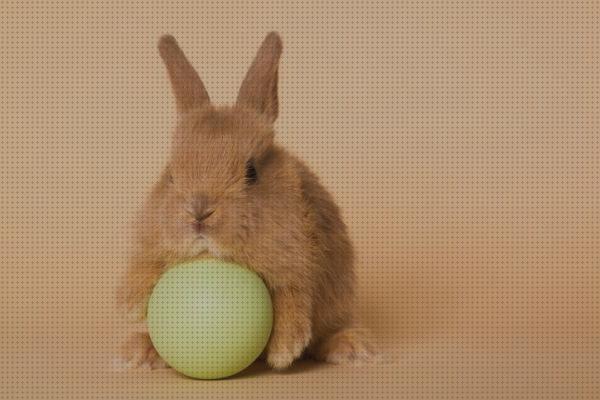 Los 23 Mejores Juguetes Para Conejos Domesticos