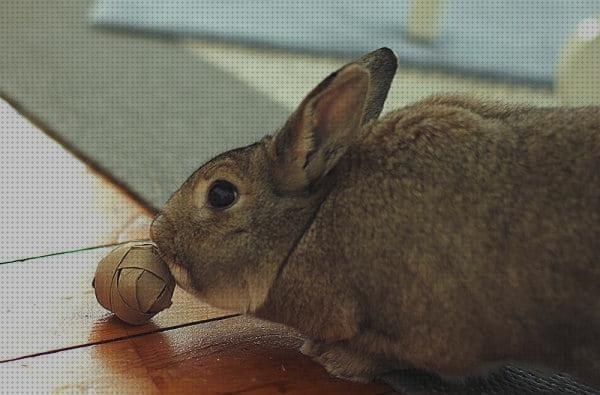 Opiniones de los 23 mejores Juguetes Para Conejos Rex