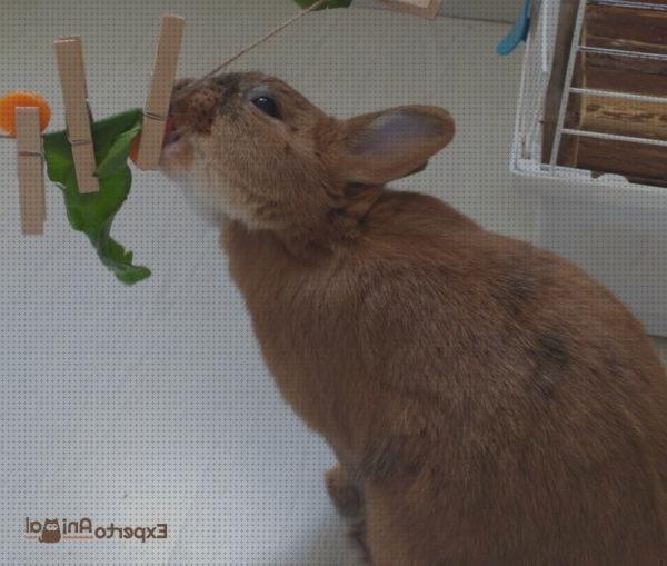¿Dónde poder comprar juguetes conejos juguetes para morder conejos?
