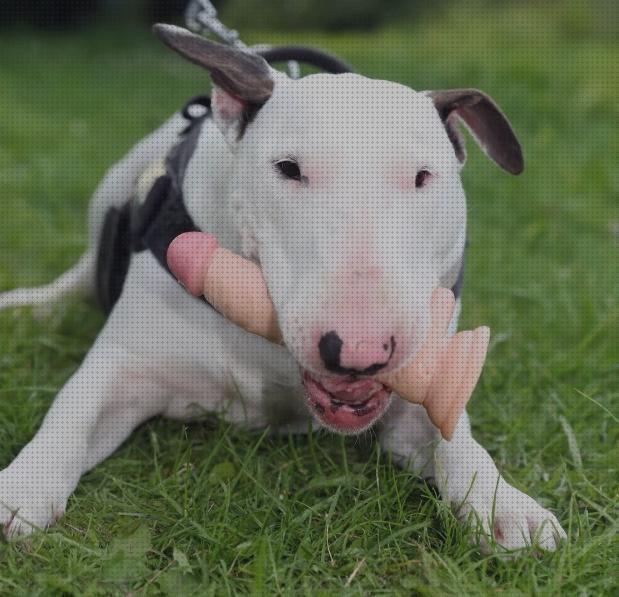 13 Mejores Juguetes Para Perros Bull Terrier 21