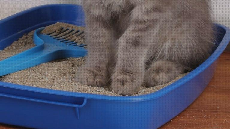 Las mejores arenas gatos la arena para gatos es toxica