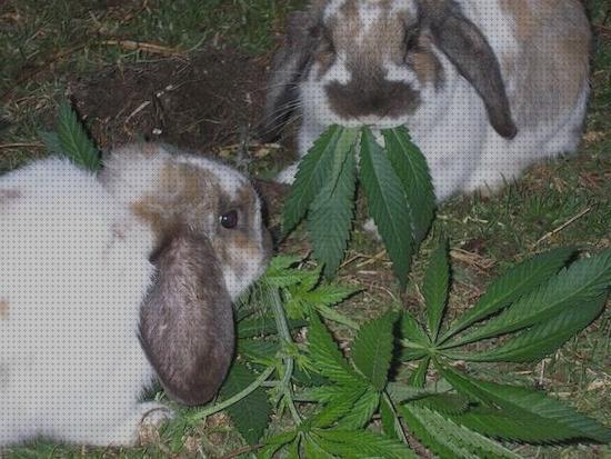 ¿Dónde poder comprar hojas conejos la hoja de marihuana buena para los conejos?